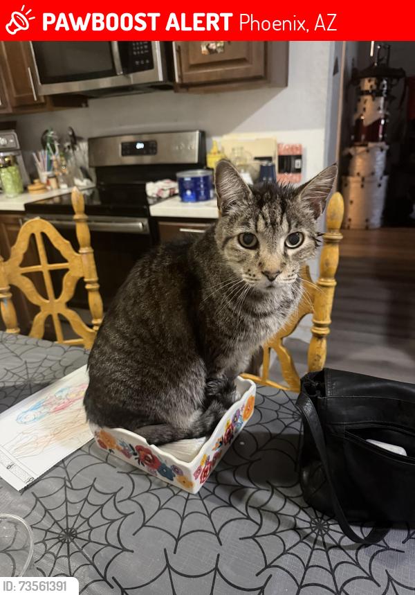 Lost Male Cat last seen Southern and 40th st, Phoenix, AZ 85042
