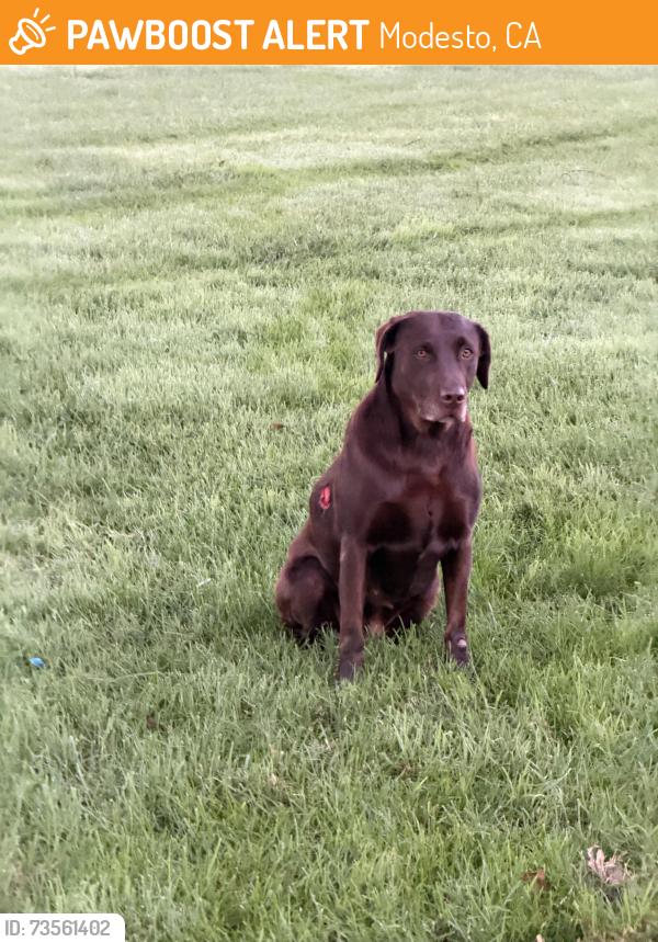 Found/Stray Unknown Dog last seen Snyder, Modesto, CA 95356