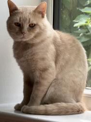 Reunited Male Cat last seen Near Swain hse Road, West Yorkshire, England BD2 1JW