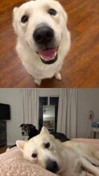 Found/Stray Male Dog last seen paradise cove street, Kissimmee, FL 34746