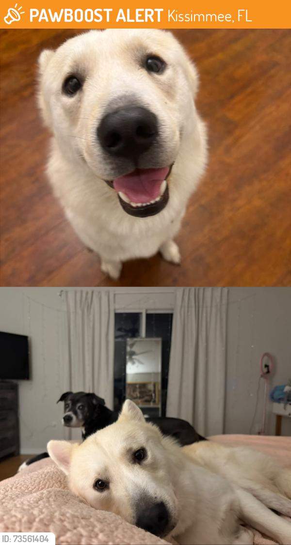 Found/Stray Male Dog last seen paradise cove street, Kissimmee, FL 34746