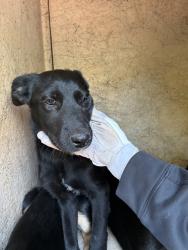 Shelter Stray Male Dog last seen Near BLOCK E GRAND BLVD OKC, OK 73129, 2811 SE 29th St, Oklahoma City, OK 73129, USA