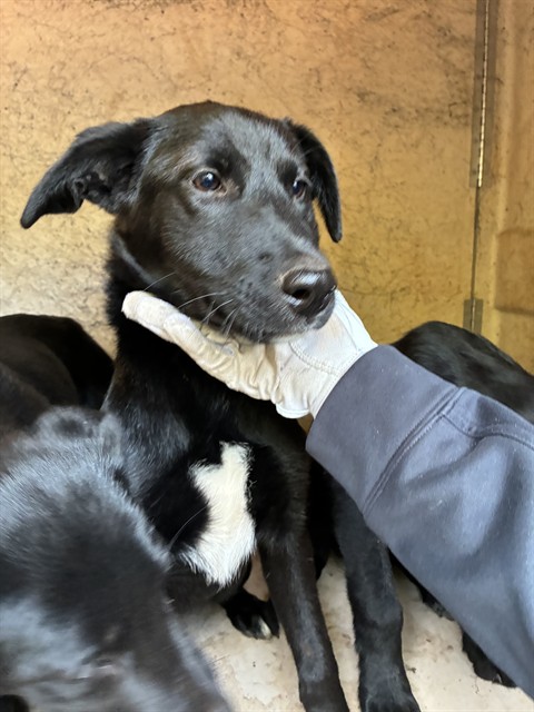 Shelter Stray Female Dog last seen Near BLOCK E GRAND BLVD OKC, OK 73129, 2811 SE 29th St, Oklahoma City, OK 73129, USA
