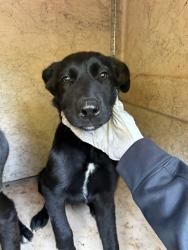 Shelter Stray Male Dog last seen Near BLOCK E GRAND BLVD OKC, OK 73129, 2811 SE 29th St, Oklahoma City, OK 73129, USA