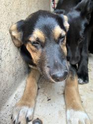 Shelter Stray Female Dog last seen Near BLOCK E GRAND BLVD OKC, OK 73129, 2811 SE 29th St, Oklahoma City, OK 73129, USA