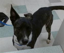 Shelter Stray Male Dog last seen SE 29TH ST AND DAVE SMITH DR., 2811 SE 29th St, Oklahoma City, OK 73129, USA