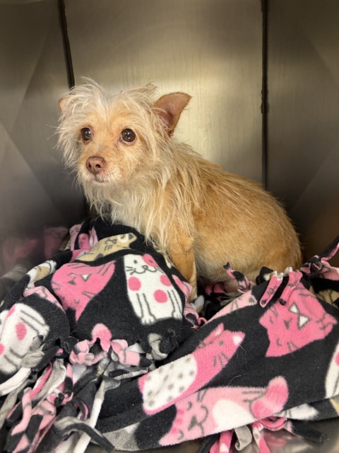Shelter Stray Male Dog last seen Near BLOCK W CLAYBOURNE AVE, WEST VALLEY CITY UT 84119, 4522 W 3500 S, West Valley City, UT 84120, USA