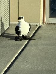 Shelter Stray Unknown Bird last seen Near BLOCK W 5400 S, TAYLORSVILLE UT 84123, 4522 W 3500 S, West Valley City, UT 84120, USA