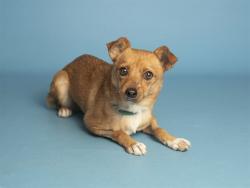 Shelter Stray Female Dog last seen 67TH AVE/CAMELBACK, 5501 E Van Buren St, Phoenix, AZ 85008, USA