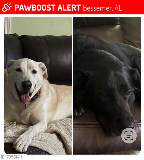 Lost Male Dog last seen S Shades Crest and Russet Woods Dr, Bessemer, AL 35022