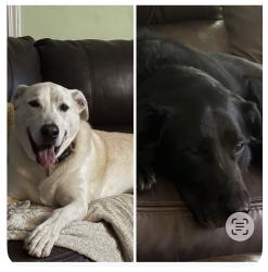 Lost Male Dog last seen S Shades Crest and Russet Woods Dr, Bessemer, AL 35022