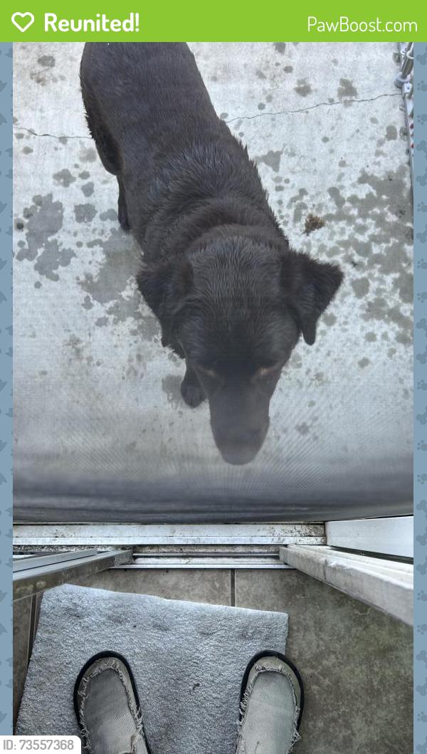 Reunited Male Dog last seen West Rialto, Visalia, CA 93277