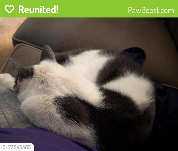 Reunited Male Cat last seen Countyline Rd, Auburn, NY 13021