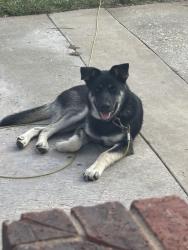 Found/Stray Male Dog last seen Eldorado by the little elm bridge, Little Elm, TX 75068