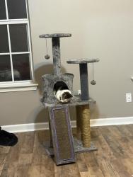 Reunited Female Cat last seen Near Franie Ln, Arlington, TN 38002