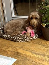 Reunited Female Dog last seen Reisterstown Rd and Craddock Lane Near Queen Anne townhouses, Owings Mills, MD 21117
