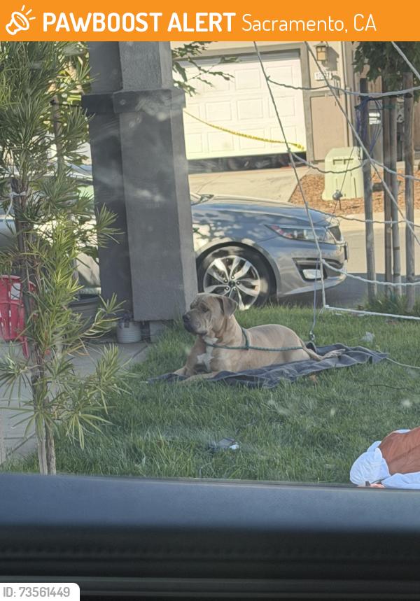 Found/Stray Male Dog last seen Gerber, Sacramento, CA 95828