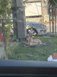 Found/Stray Male Dog last seen Gerber, Sacramento, CA 95828