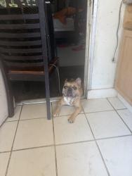 Lost Male Dog last seen Tropicana and Nellis, Las Vegas Valley, NV 89122