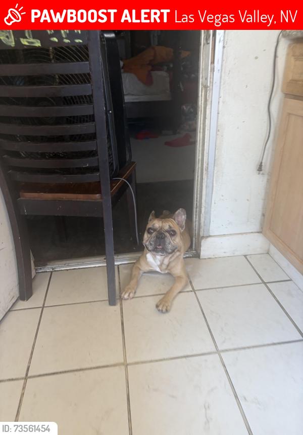 Lost Male Dog last seen Tropicana and Nellis, Las Vegas Valley, NV 89122
