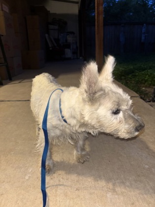 Shelter Stray Female Dog last seen Near SPICEBUSH RD, South District, TX, 355 Hillshire Dr, Haslet, TX 76052, USA