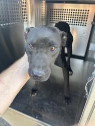 Shelter Stray Female Dog last seen Near Fairlane Ave., East District, TX, 355 Hillshire Dr, Haslet, TX 76052, USA
