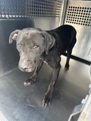 Shelter Stray Male Dog last seen Near Fairlane Ave., East District, TX, 355 Hillshire Dr, Haslet, TX 76052, USA