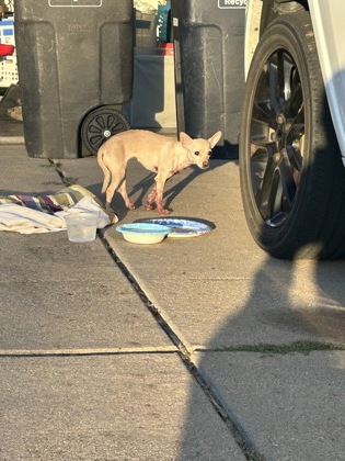Shelter Stray Female Dog last seen Near Vista greens, North District, TX, 355 Hillshire Dr, Haslet, TX 76052, USA