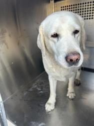 Shelter Stray Female Dog last seen Near Ramey Ave., East District, TX, 355 Hillshire Dr, Haslet, TX 76052, USA