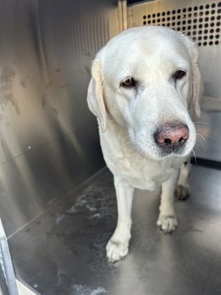 Shelter Stray Female Dog last seen Near Ramey Ave., East District, TX, 355 Hillshire Dr, Haslet, TX 76052, USA