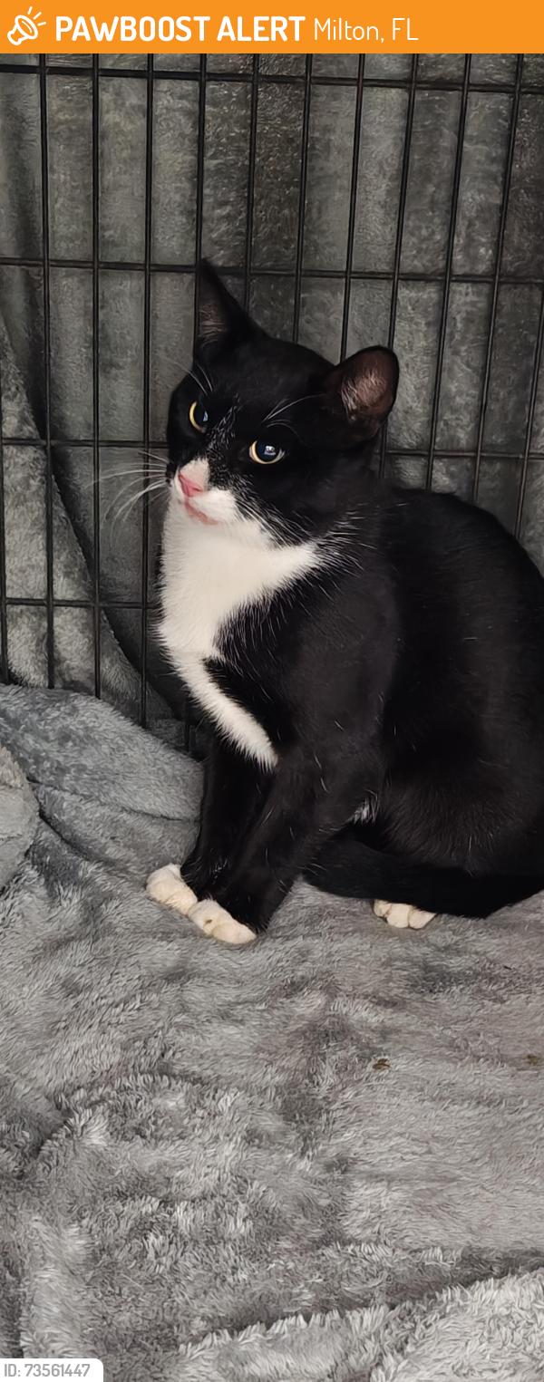 Found/Stray Unknown Cat last seen S Trace Rd, Farm Life Rd, Blue Ribbon Dr, Milton, FL 32583