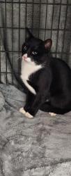 Found/Stray Unknown Cat last seen S Trace Rd, Farm Life Rd, Blue Ribbon Dr, Milton, FL 32583