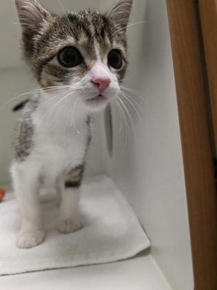 Shelter Stray Male Cat last seen Chantilly, VA 20151, 13916 Metrotech Dr, Fairfax County, VA, 4500 West Ox Rd, Fairfax, VA 22030, USA