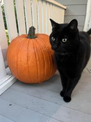 Reunited Male Cat last seen Near Oak St, Oakland, CA, Oakland, CA 94607