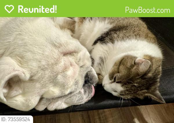 Reunited Male Dog last seen Eden Drive, Inverness, FL 34450