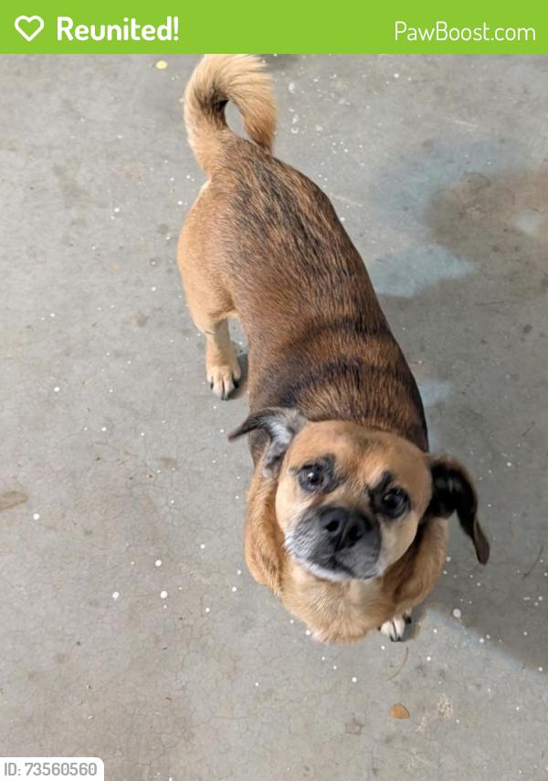 Reunited Male Dog last seen Thomas, Coryell County, TX 76522