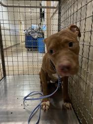 Shelter Stray Female Dog last seen Near Nez Perce Trace, MANOR, TX, 78653, 7201 Levander Loop bldg a, Austin, TX 78702, USA