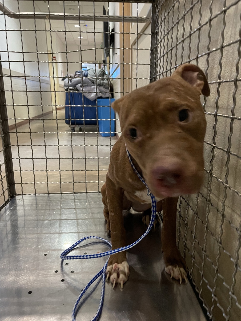Shelter Stray Female Dog last seen Near Nez Perce Trace, MANOR, TX, 78653, 7201 Levander Loop bldg a, Austin, TX 78702, USA