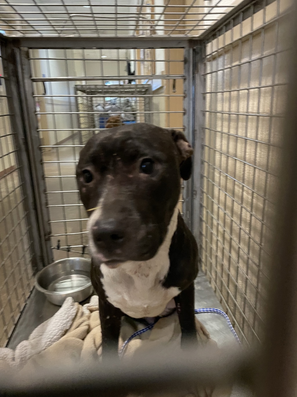 Shelter Stray Female Dog last seen Near Nez Perce Trace, MANOR, TX, 78653, 7201 Levander Loop bldg a, Austin, TX 78702, USA