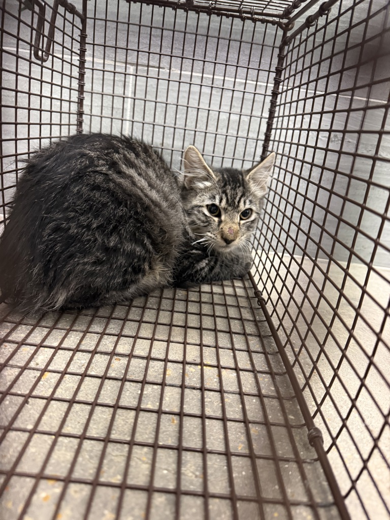 Shelter Stray Female Cat last seen Near Lebesque Road, LAFAYETTE, LA, 70507, 410 Dugas Rd, Lafayette, LA 70507, USA