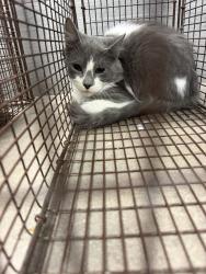 Shelter Stray Male Cat last seen Near B Cactus Road, DUSON, LA, 70529, 410 Dugas Rd, Lafayette, LA 70507, USA