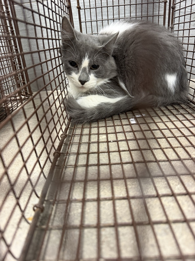 Shelter Stray Male Cat last seen Near B Cactus Road, DUSON, LA, 70529, 410 Dugas Rd, Lafayette, LA 70507, USA
