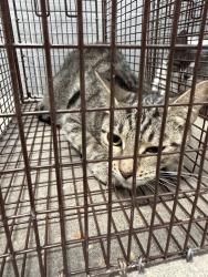 Shelter Stray Female Cat last seen Near B Cactus Road, DUSON, LA, 70529, 410 Dugas Rd, Lafayette, LA 70507, USA