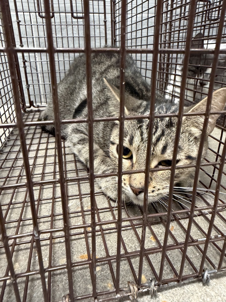 Shelter Stray Female Cat last seen Near B Cactus Road, DUSON, LA, 70529, 410 Dugas Rd, Lafayette, LA 70507, USA