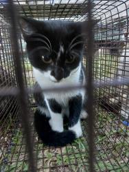 Shelter Stray Unknown Cat last seen Near 14th Street, LAFAYETTE, LA, 70501, 410 Dugas Rd, Lafayette, LA 70507, USA