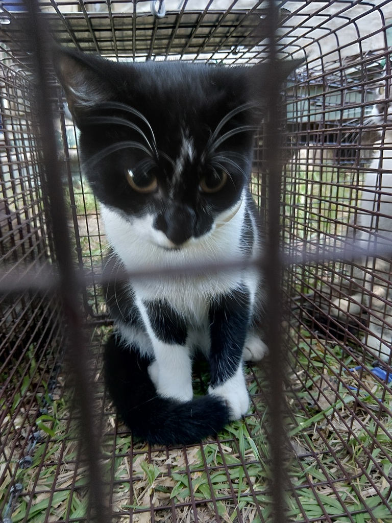 Shelter Stray Unknown Cat last seen Near 14th Street, LAFAYETTE, LA, 70501, 410 Dugas Rd, Lafayette, LA 70507, USA