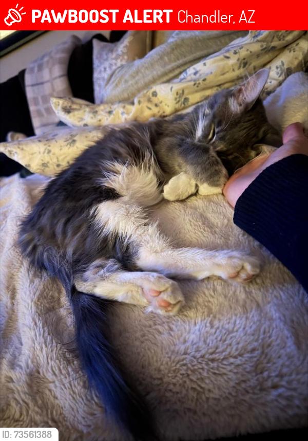 Lost Female Cat last seen Germann and Arizona Ave., Chandler, AZ 85286