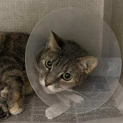 Shelter Stray Female Cat last seen Near Merle Hay Road, DES MOINES, IA, 50310, Des Moines, IA 50313