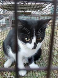 Shelter Stray Unknown Cat last seen Near 14th Street, LAFAYETTE, LA, 70501, 410 Dugas Rd, Lafayette, LA 70507, USA
