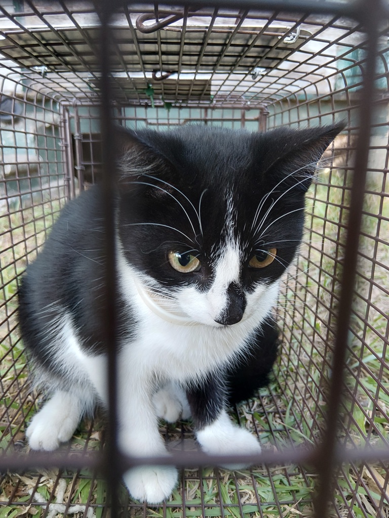Shelter Stray Unknown Cat last seen Near 14th Street, LAFAYETTE, LA, 70501, 410 Dugas Rd, Lafayette, LA 70507, USA